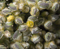 Draba densifolia, photograph (c) Spencer Hurt, some rights reserved (CC BY)
