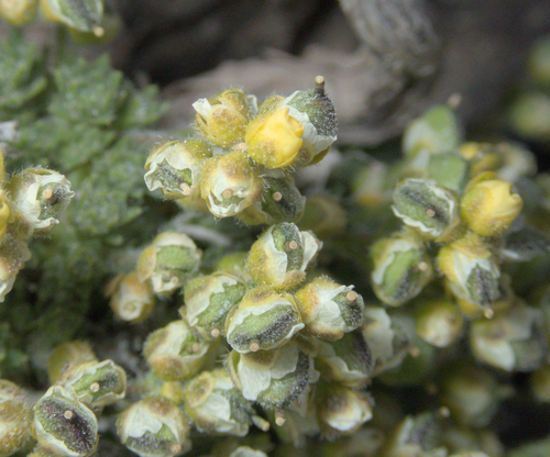 Draba densifolia, photograph 3