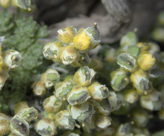 Draba densifolia, photograph (c) Spencer Hurt, some rights reserved (CC BY)