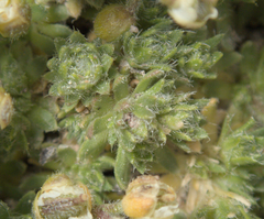 Draba densifolia, photograph (c) Spencer Hurt, some rights reserved (CC BY)