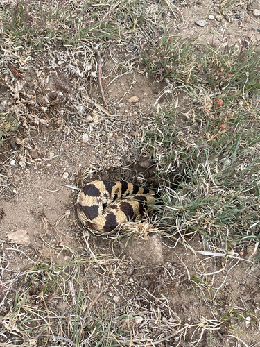 Bullsnake