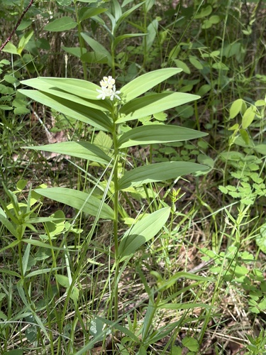 star-flowered lily-of-the-valley