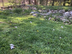 Cardamine pratensis pratensis