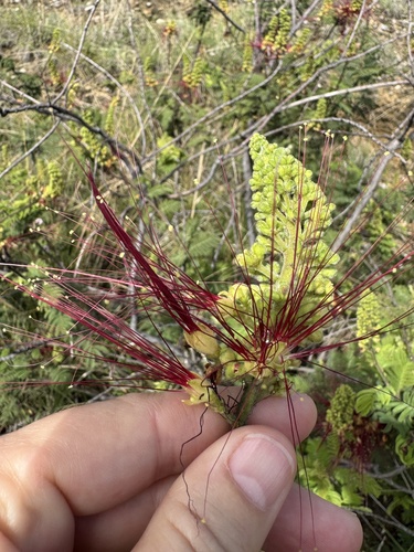 Calliandra houstoniana, photograph 6