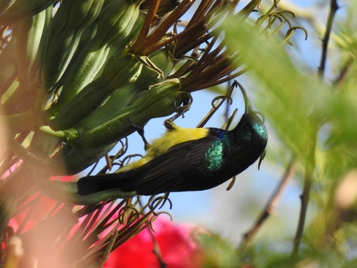 Variable Sunbird