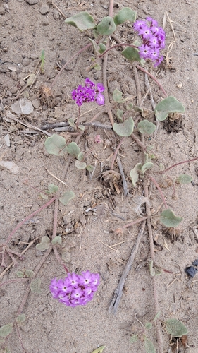 iNaturalist observation photo of sand verbenas