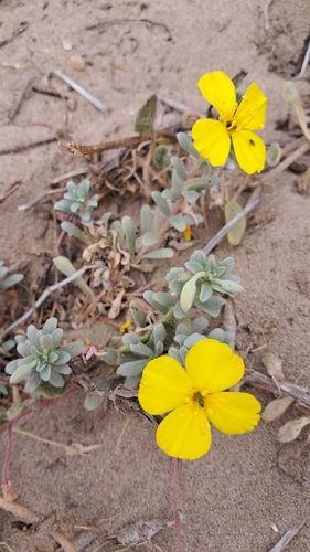 iNaturalist observation photo of beach suncup