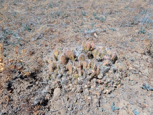 Plains Pricklypear
