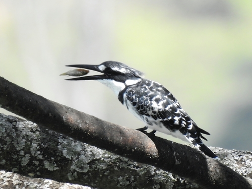 Pied Kingfisher
