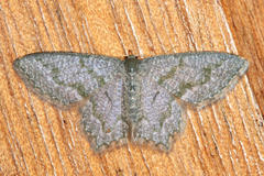 Chloropteryx opalaria