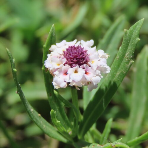 wedgeleaf frogfruit