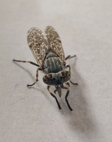 Notch-horned Cleg