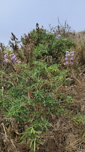 iNaturalist observation photo of longleaf bush lupine
