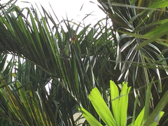 Trichonephila antipodiana