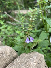 Scutellaria barbata