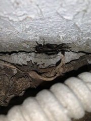 Gryllus texensis
