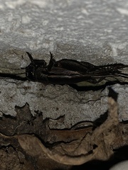 Gryllus texensis