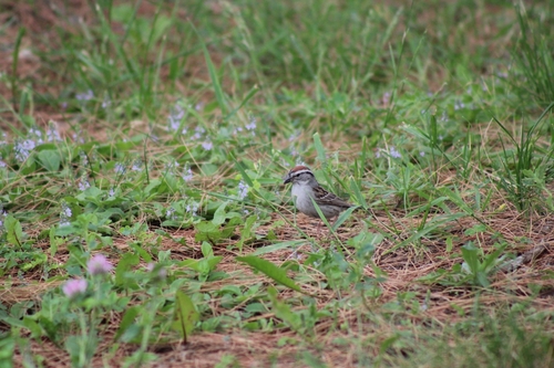 Chipping Sparrow