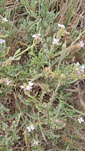 iNaturalist observation photo of alkali heliotrope