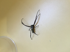 Trichonephila antipodiana