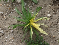 Fusarium oxysporum