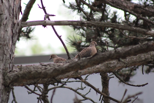 Mourning Dove
