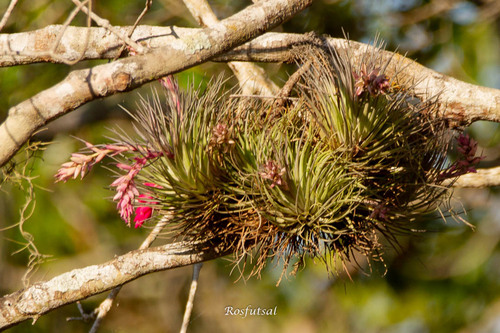upright airplant