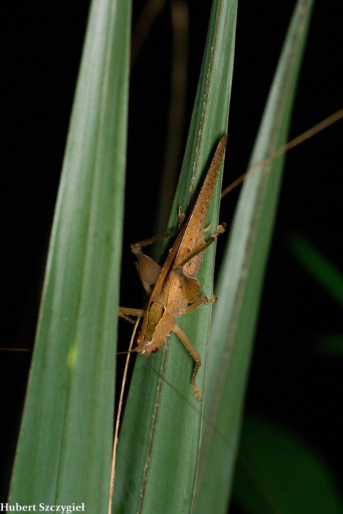 Subria