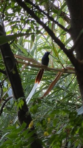 African Paradise-Flycatcher