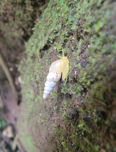 Allopeas clavulinum observed 2026-06-12