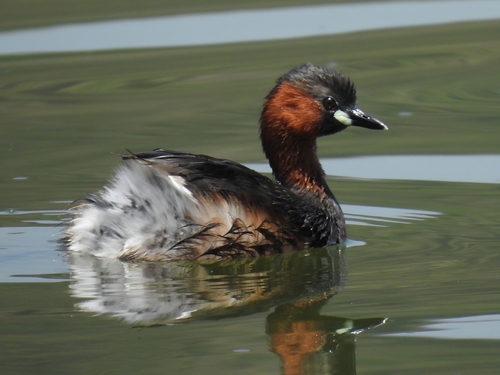 Little Grebe