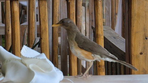 African Thrush