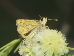 Potanthus confucius