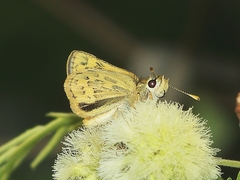 Potanthus confucius