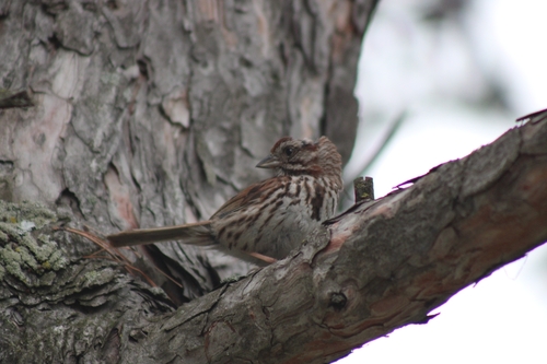 Song Sparrow