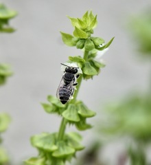 Eutricharaea