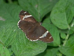 Celaenorrhinus tibetana