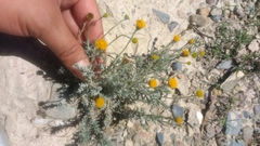 Thymophylla setifolia