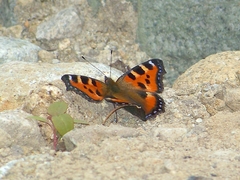 Aglais urticae chinensis