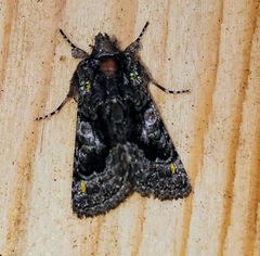 Behrensia conchiformis