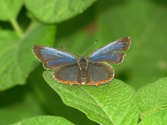 Heliophorus saphir