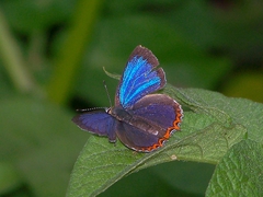 Heliophorus saphir