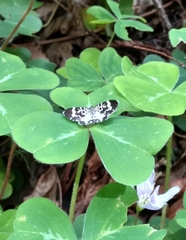 Trichodezia californiata