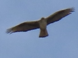 Bonelli's Eagle