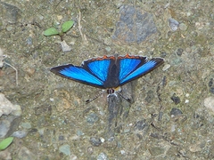 Heliophorus saphir