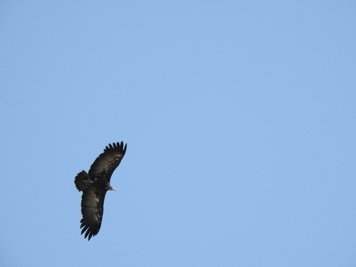 Hooded Vulture