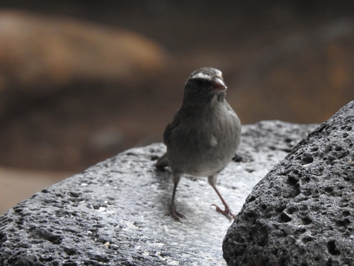 Brown-rumped Seedeater