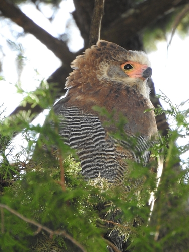 East African Harrier-Hawk