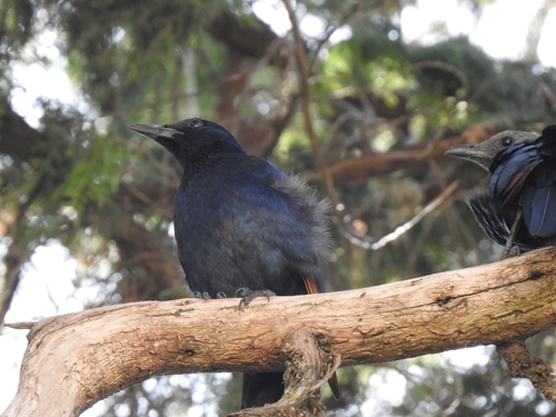 Red-winged Starling
