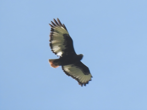 Augur Buzzard